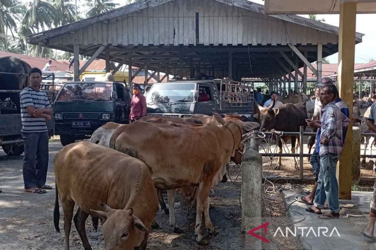 Perdagangan hewan ternak di Aceh Besar meningkatkan jelang Ramadhan