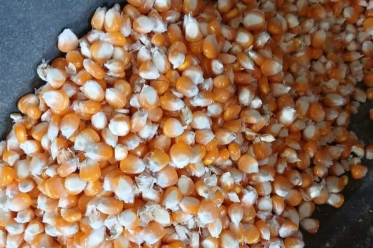 Harga komoditi jagung di Gorontalo Utara turun