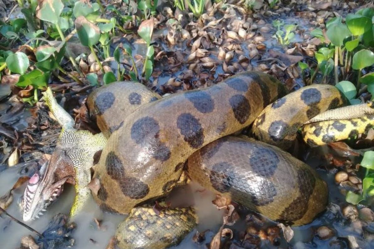 Spesies ular raksasa baru ditemukan di Amazon