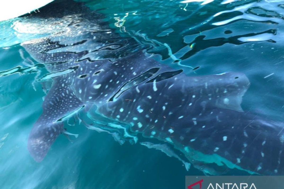 Puluhan ekor hiu paus terpantau bermigrasi ke perairan Kaimana