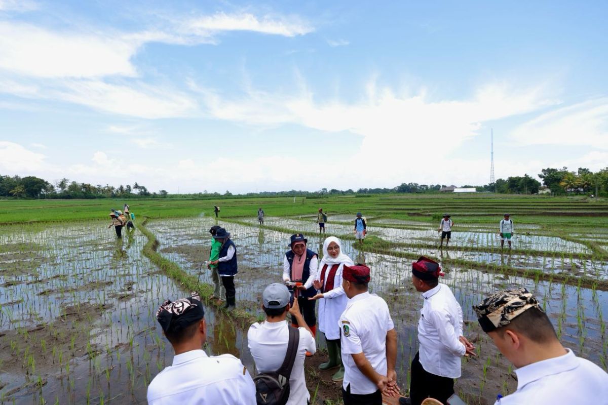 Pemkab Banyuwangi terapkan pemupukan tepat dosis berbasis 