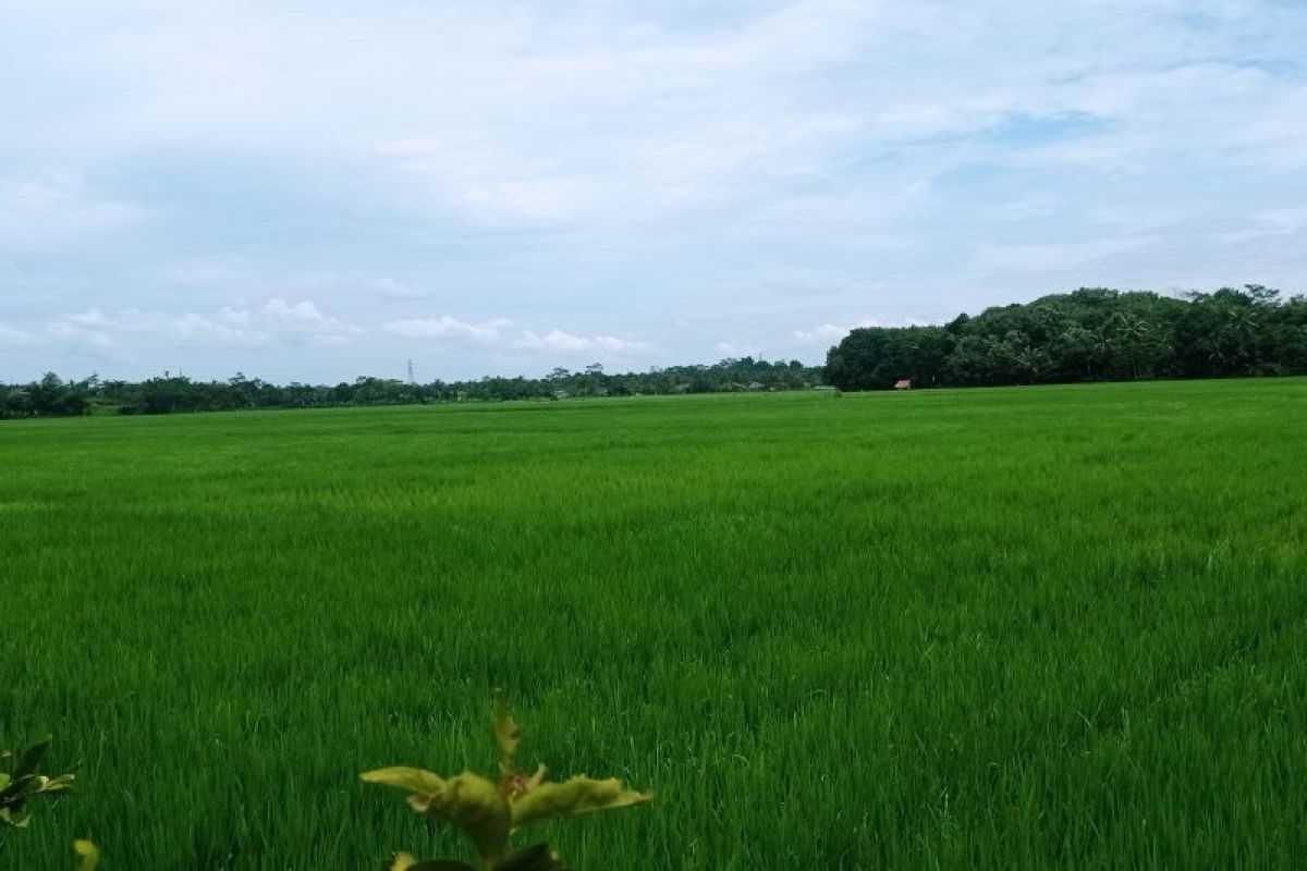 Distan Lebak sebut angka tanam padi pada Februari 10.000 hektare