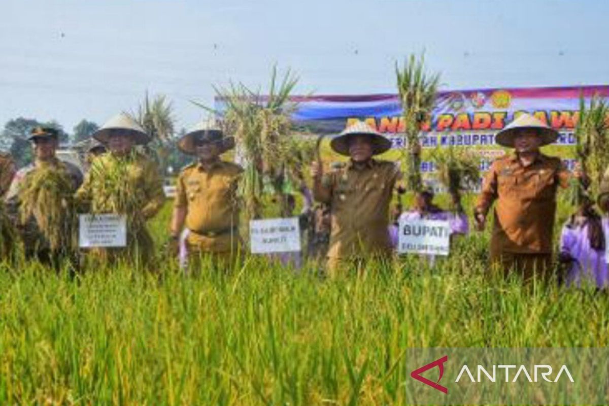 Bupati: Pertanian tulang punggung perekonomian Deli Serdang