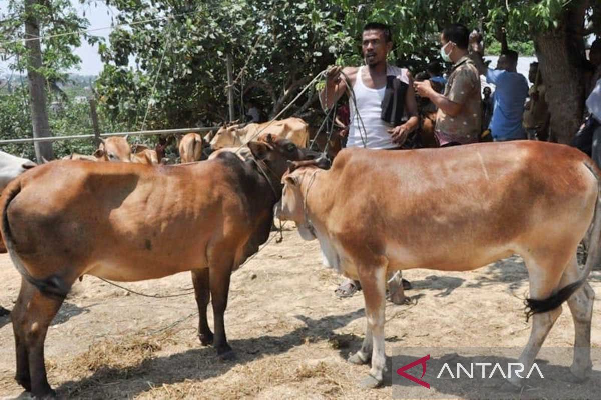 Persediaan ternak tradisi meugang di Aceh Timur capai 1.039 ekor