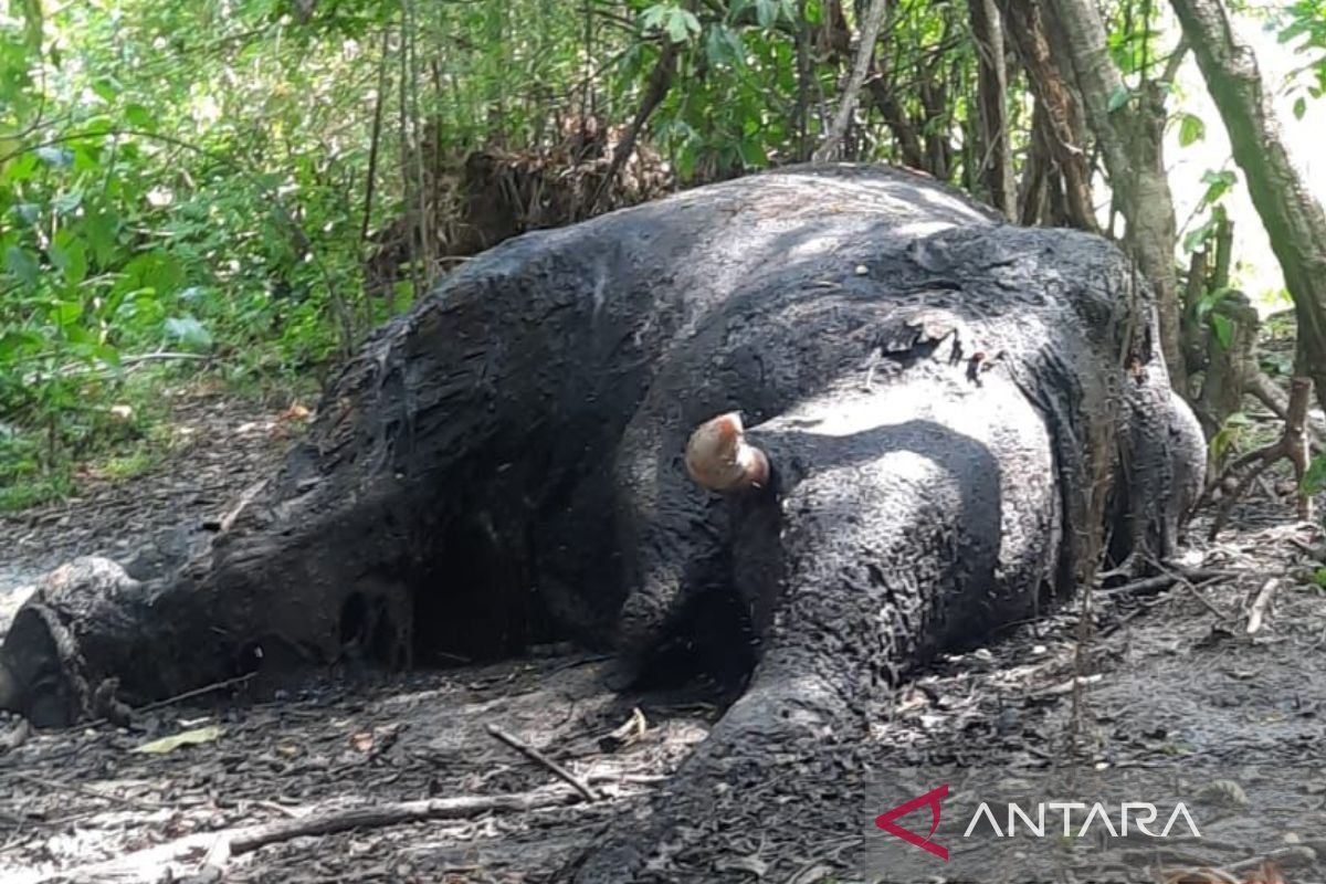 Seekor gajah dewasa ditemukan mati di bantaran sungai di Nagan Raya Aceh