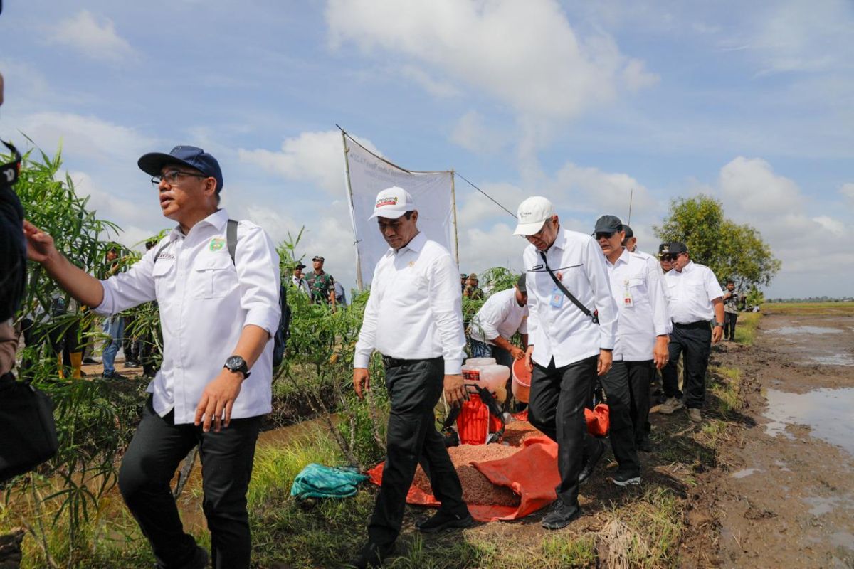 Mentan tinjau pelaksanaan optimalisasi lahan di Banyuasin Sumsel