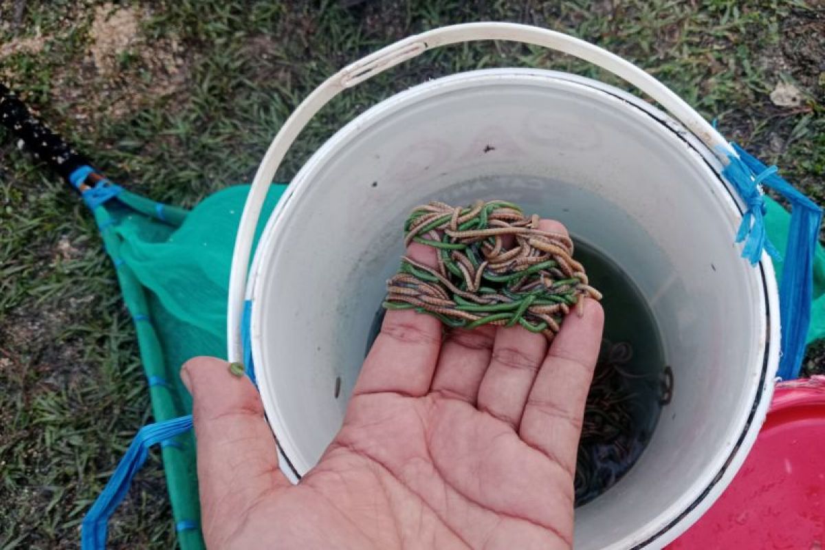 Ribuan warga tangkap jutaan "nyale" di Pantai Seger Mandalika