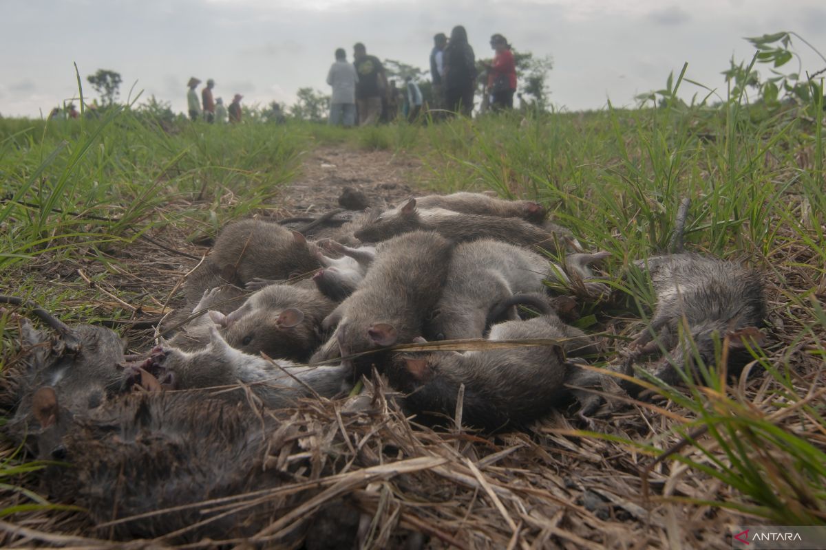 Intensitas serangan hama meningkat akibat perubahan iklim