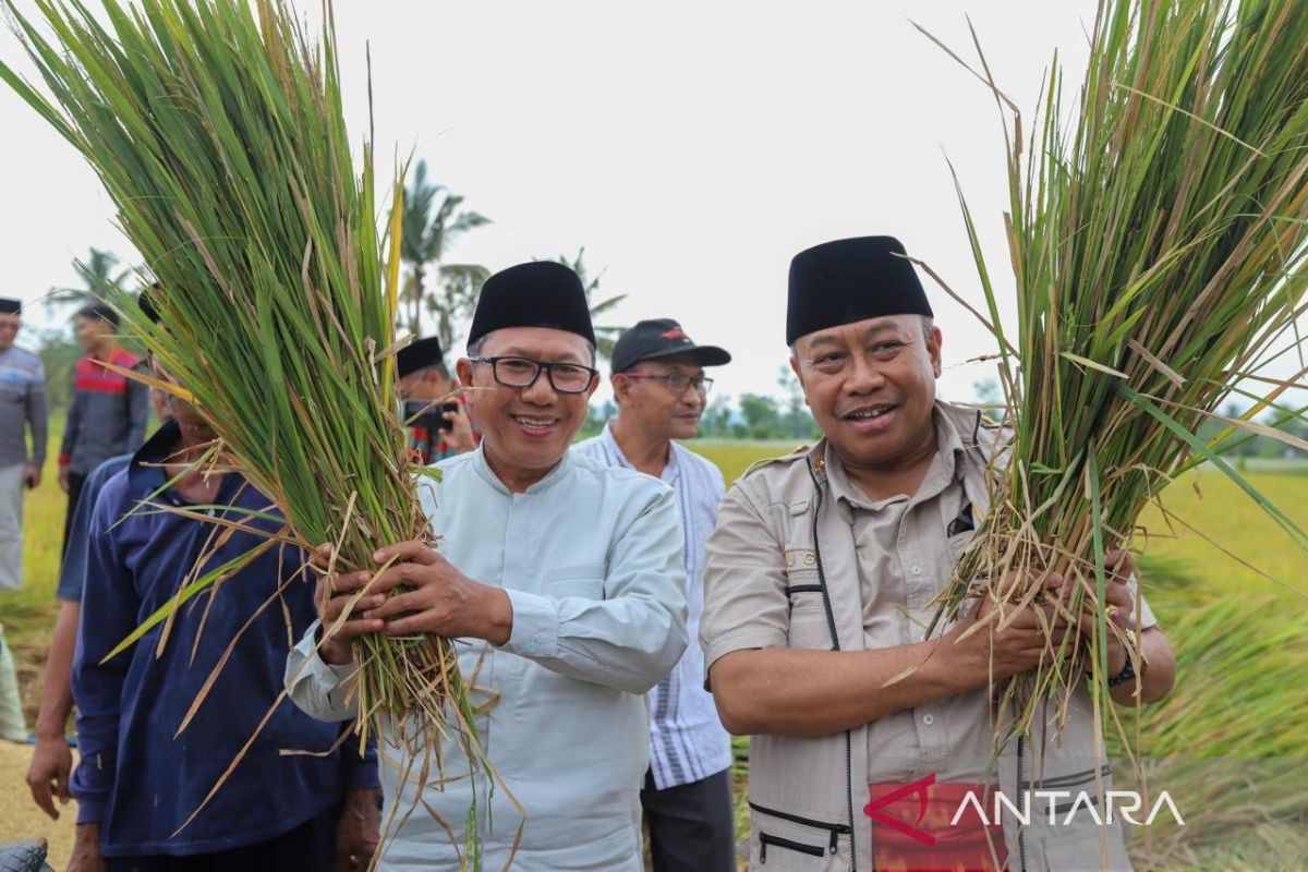 Pj Gubernur NTB panen raya padi jaga persediaan beras