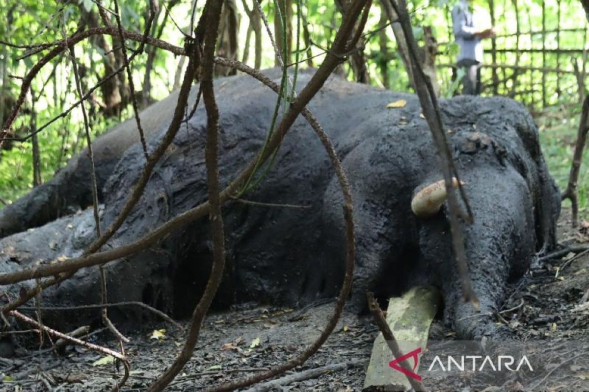 Polisi selidiki kasus kematian gajah Sumatera di Nagan Raya Aceh