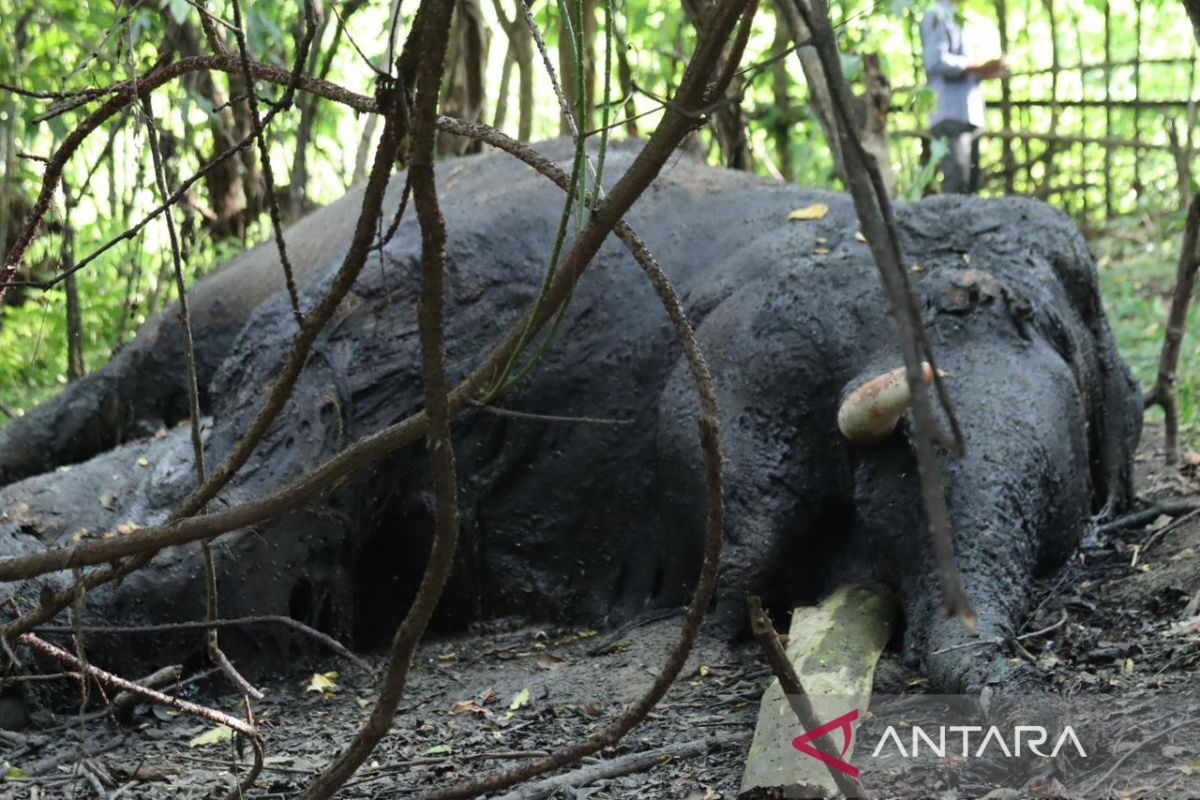 Gading masih utuh, Polisi dan BKSDA selidiki kasus gajah mati di Nagan Raya