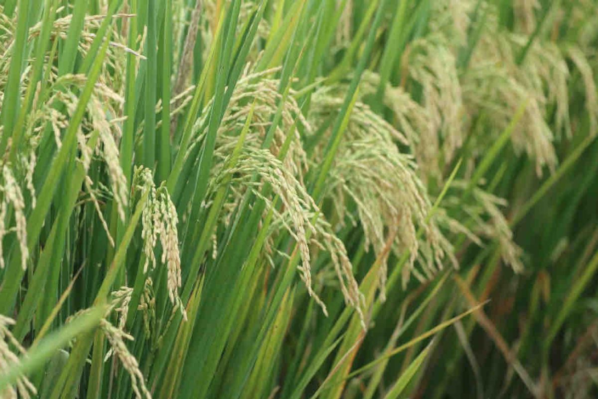 10 provinsi di Indonesia penyuplai beras nasional