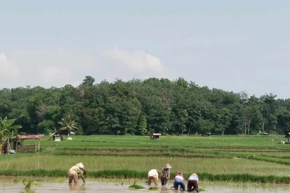 PT Bukit Asam bangun irigasi sawah dilengkapi PLTS di Muara Enim