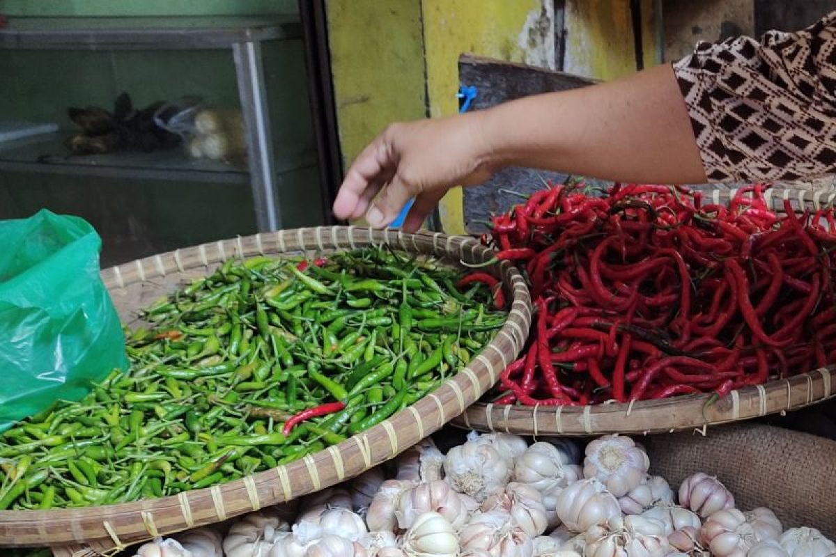 Lampung tanam 100 hektare cabai