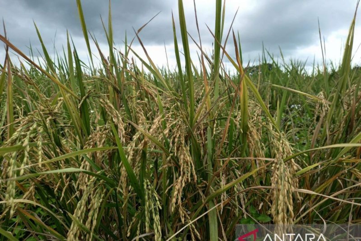 Produksi padi petani Sulut 2023  capai 238,19 ribu ton GKG