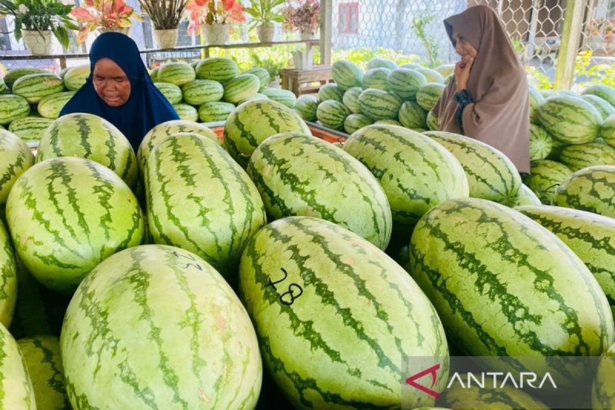 Pemkab: Produksi Semangka di Nagan Raya Aceh capai 20 ton per hektare