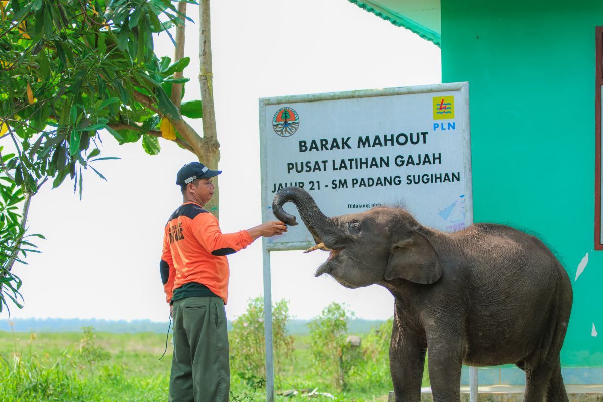 BKSDA Banyuasin peroleh bantuan prasarana patroli pelestarian gajah sumatera