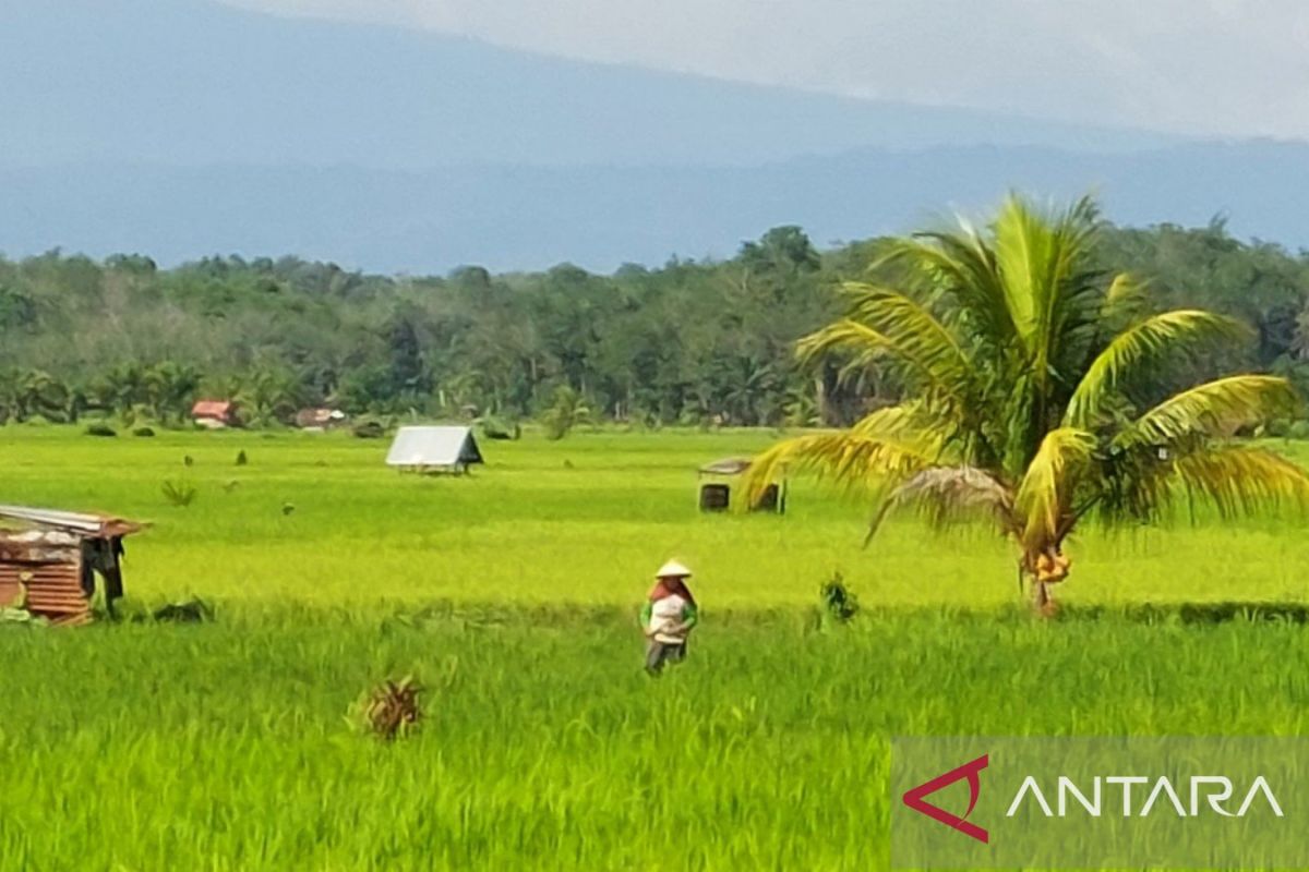 Kabupaten Lebong jadi sentra produksi padi Bengkulu caturwulan I 2024