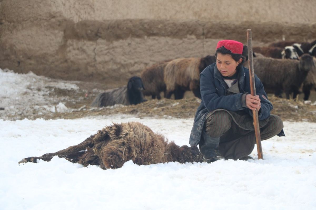 Jumlah korban tewas akibat cuaca dingin di Afghanistan capai 39 orang