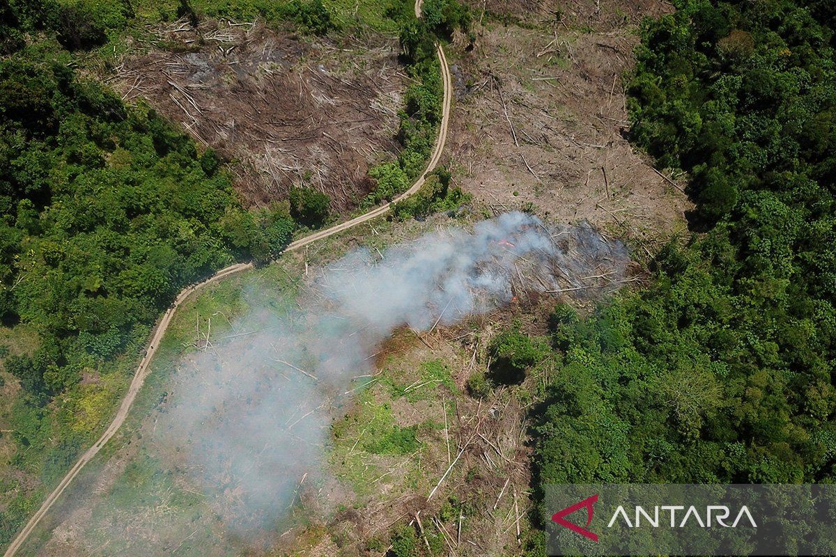 BKSDA: Deforestasi sebabkan gajah hingga badak di Aceh kian terisolir