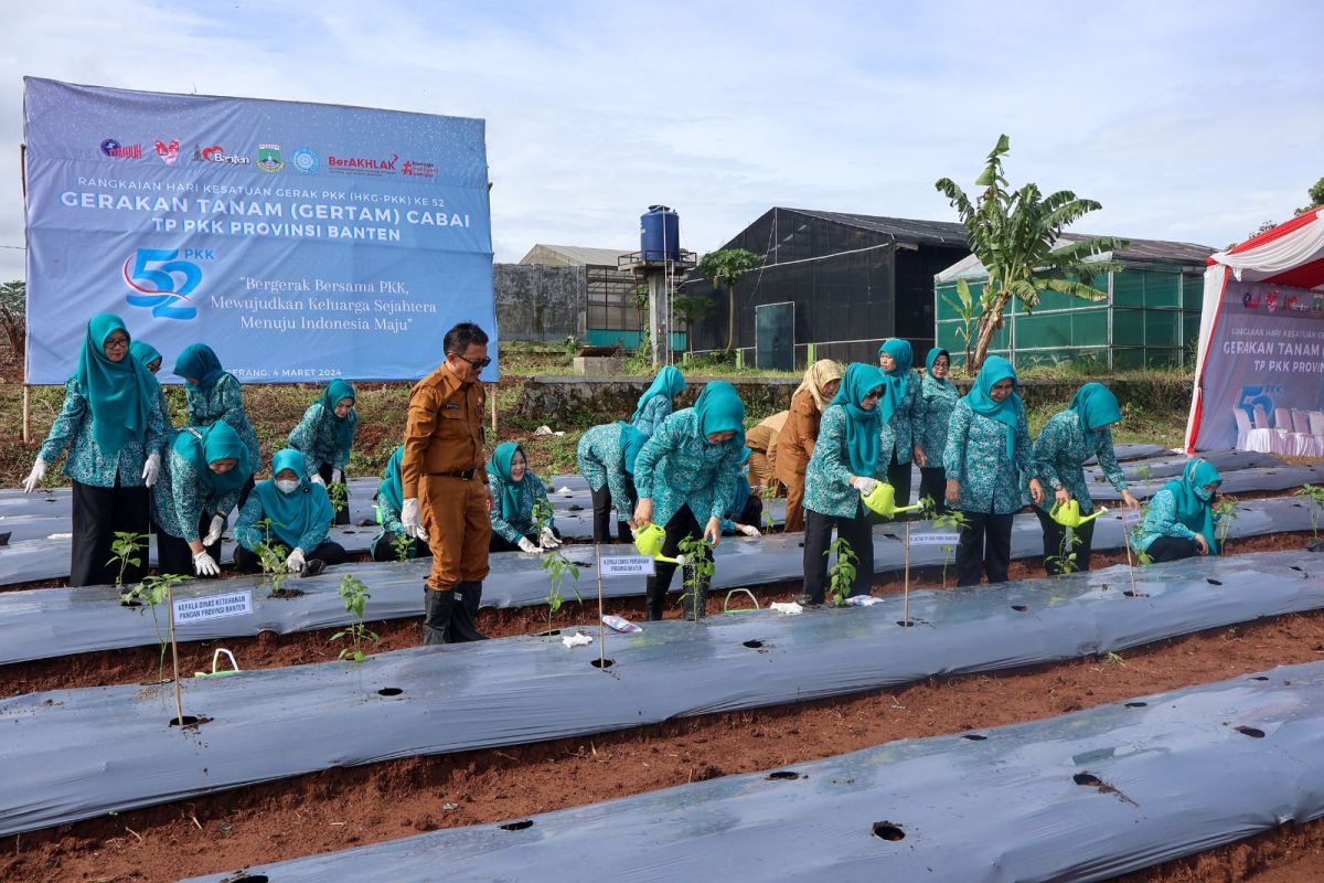 Distan Banten siapkan satu juta bibit cabai sukseskan gerakan tanam cabai