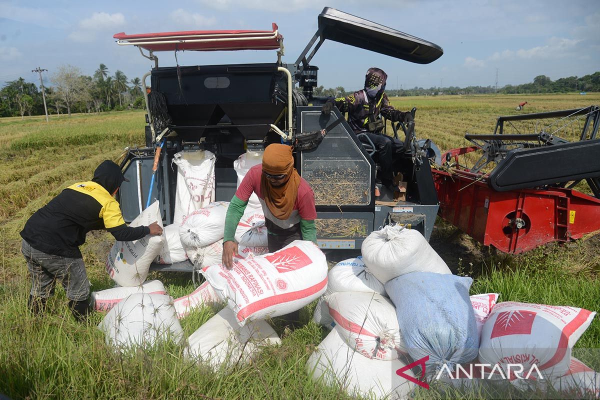 FOTO - Potensi produksi beras nasional