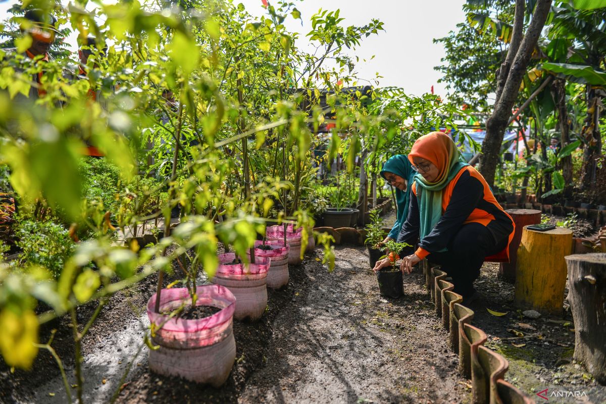 10 cara agar tanaman tidak layu