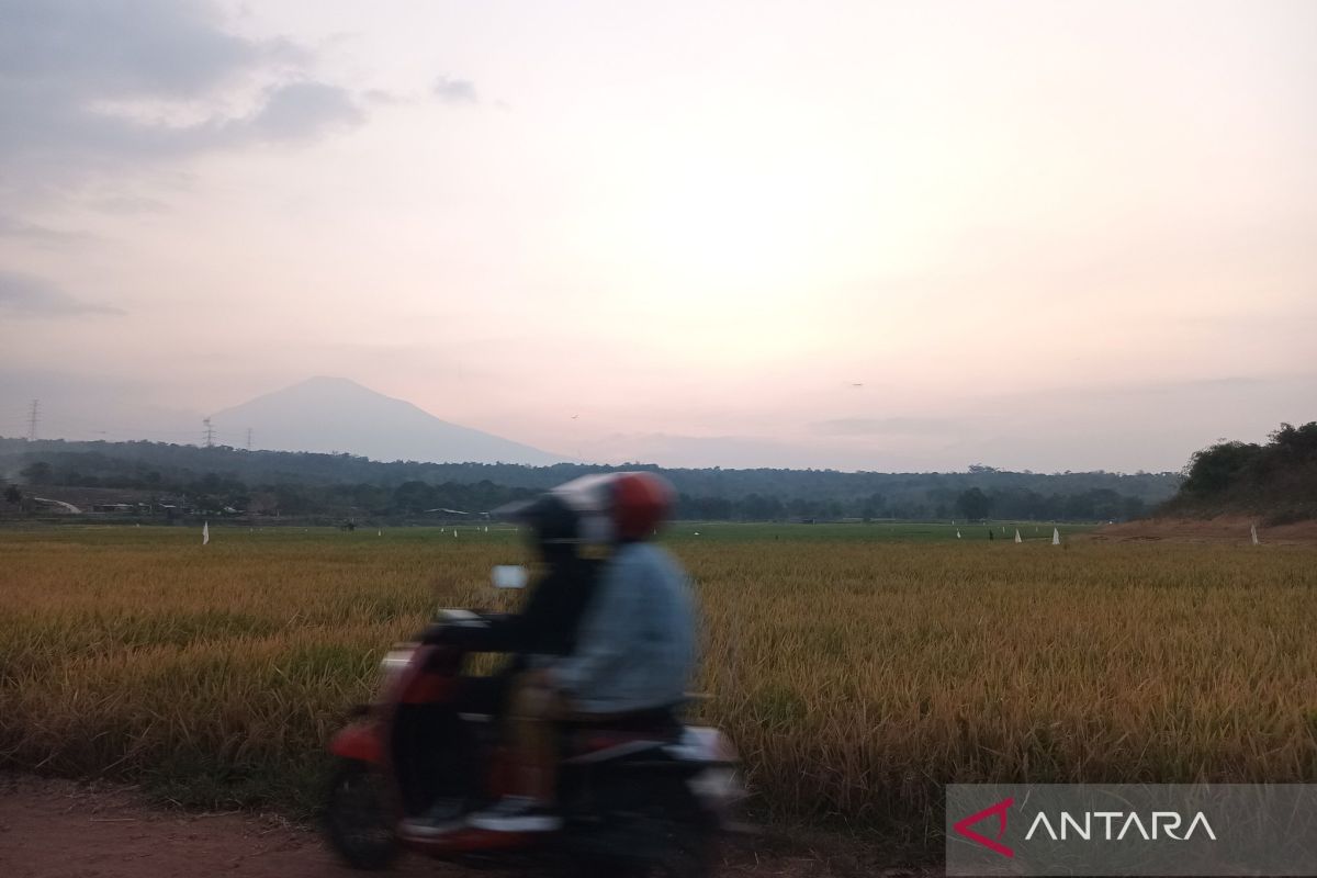 Distan Cirebon catat 22.420 hektare padi siap panen pada April 2024