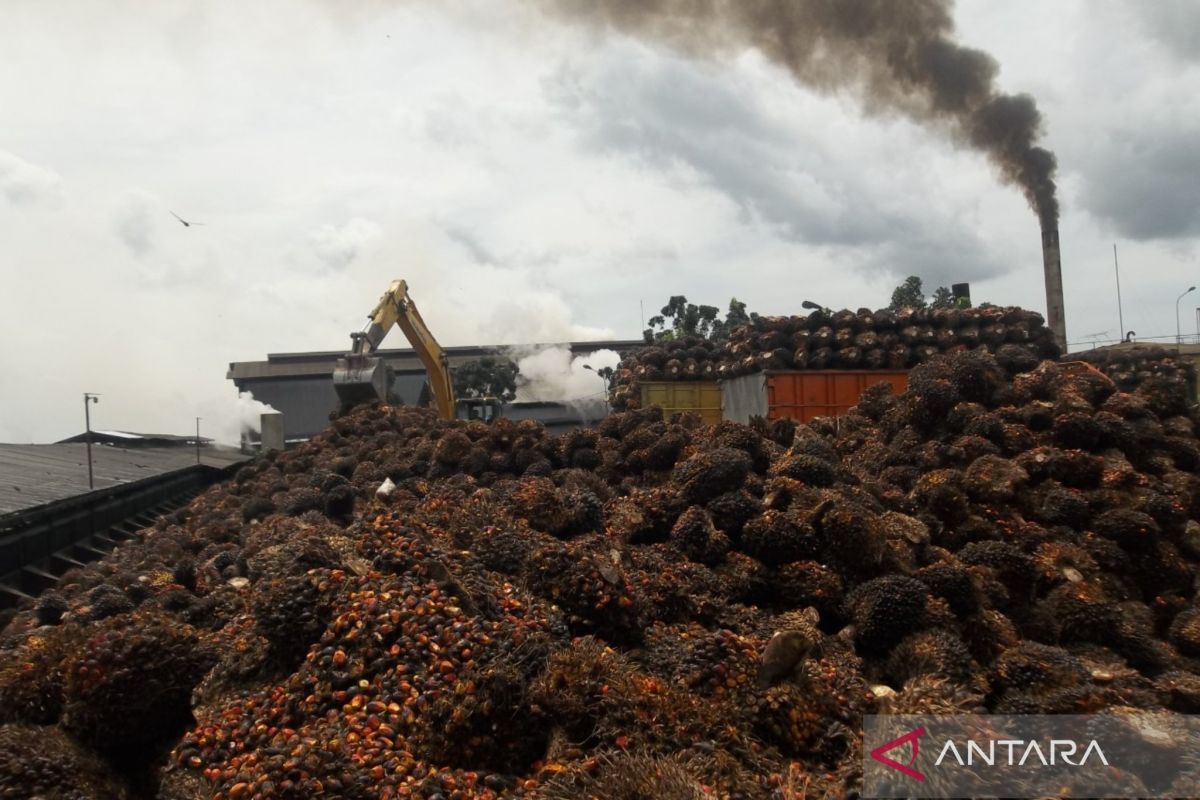 Pemkab Mukomuko survei lokasi pembangunan pembangkit biomassa