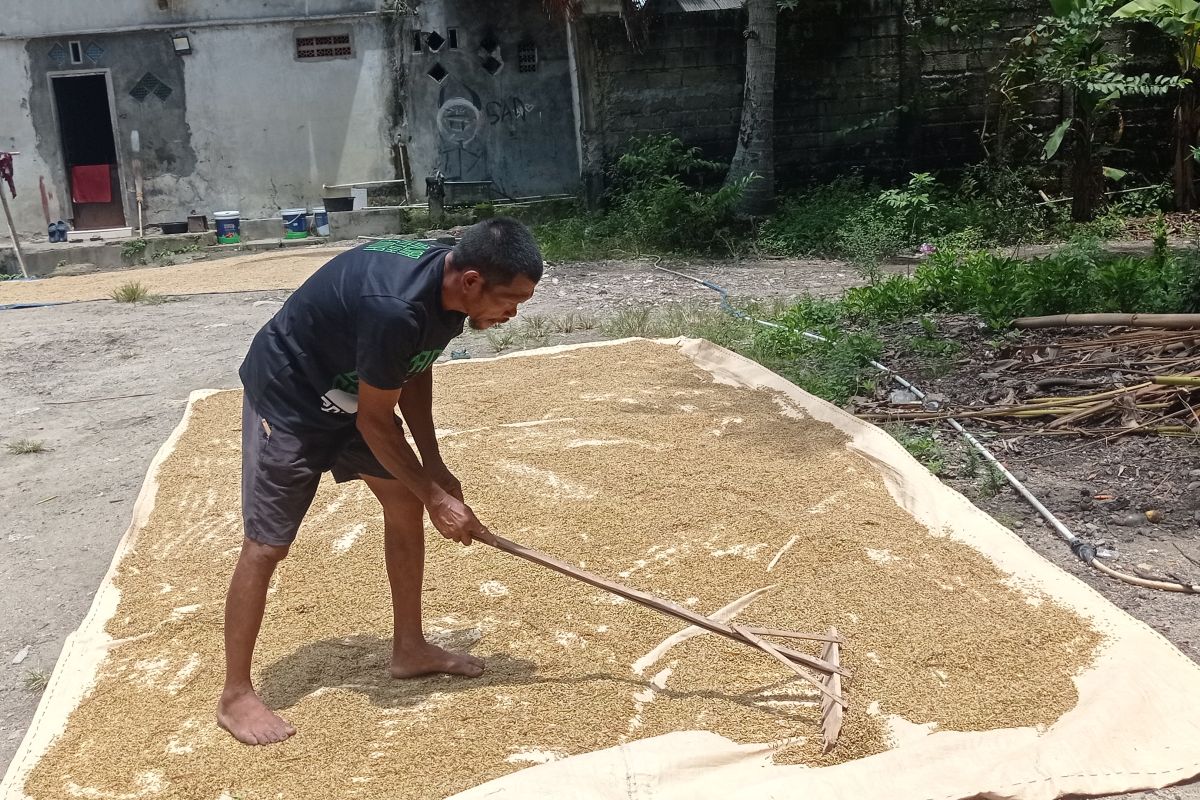 Petani Lebak bersyukur padinya tak terserang hama