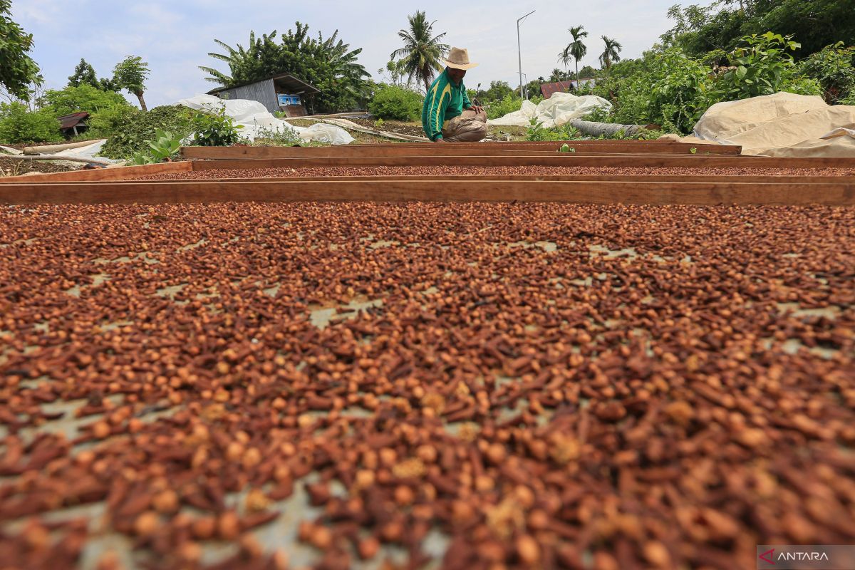 Harga cengkih di Kendari turun Rp15.000 jadi Rp115.000/kg