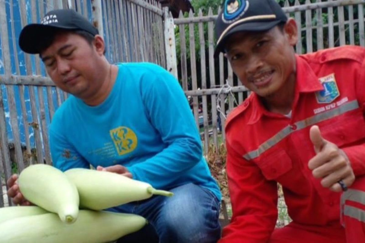 Sistem pertanian urban farming bantu penuhi kebutuhan sayur di Kepulauan Seribu