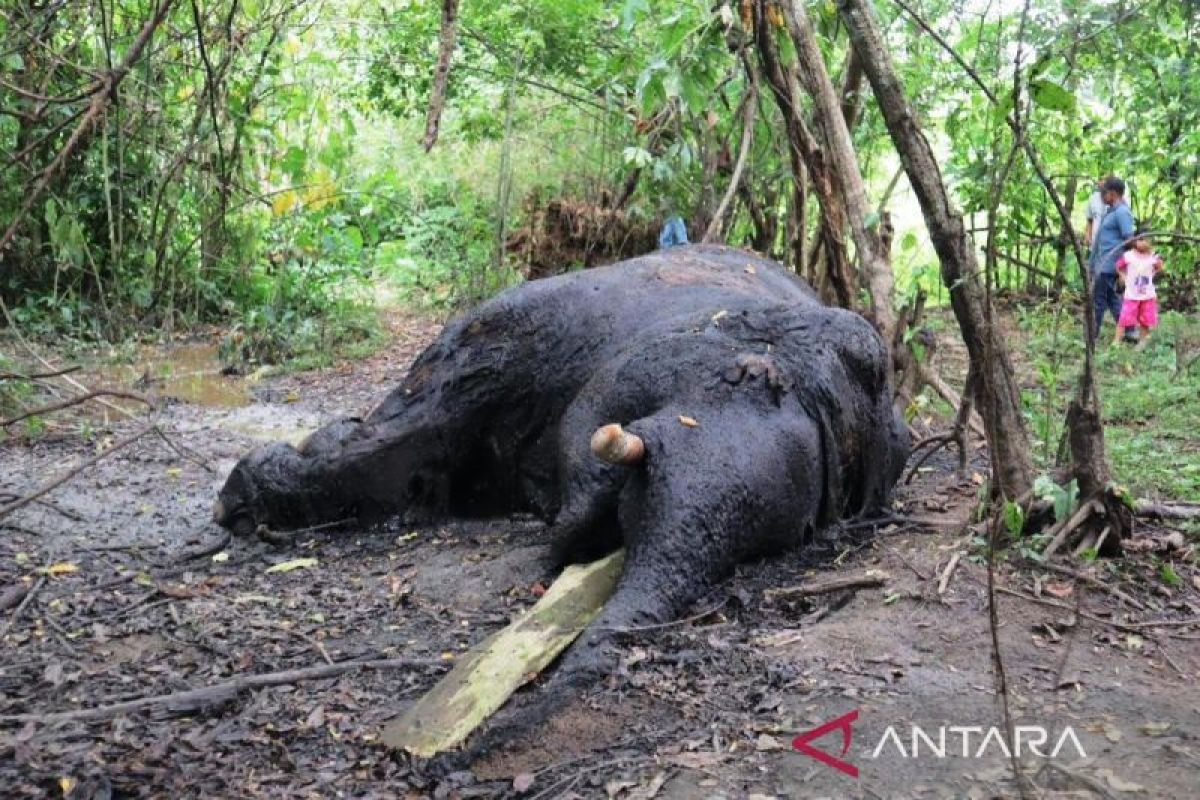 BKSDA Aceh bawa dua gading Gajah Sumatera yang mati