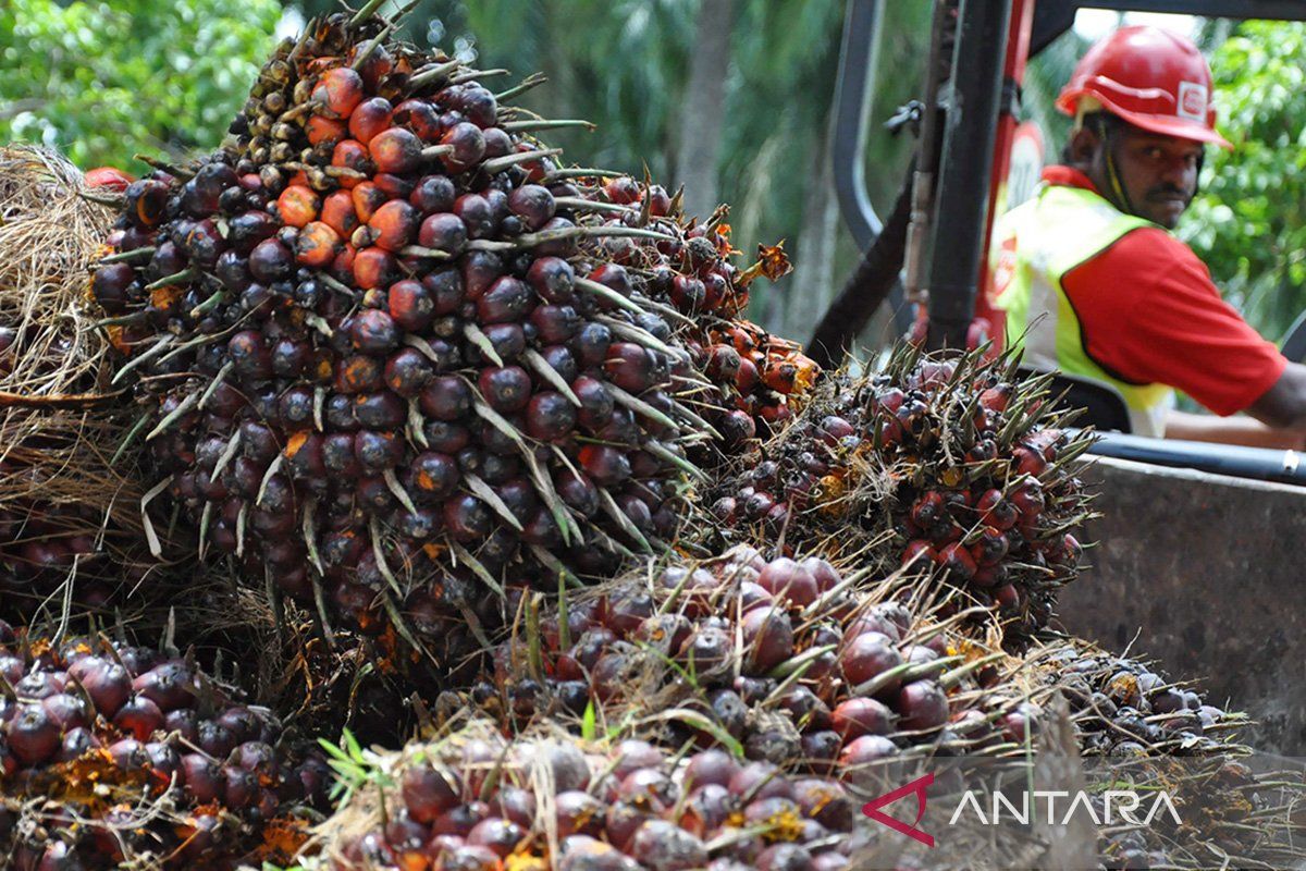 Malaysia menang di WTO terkait isu diskriminasi UE terhadap sawit