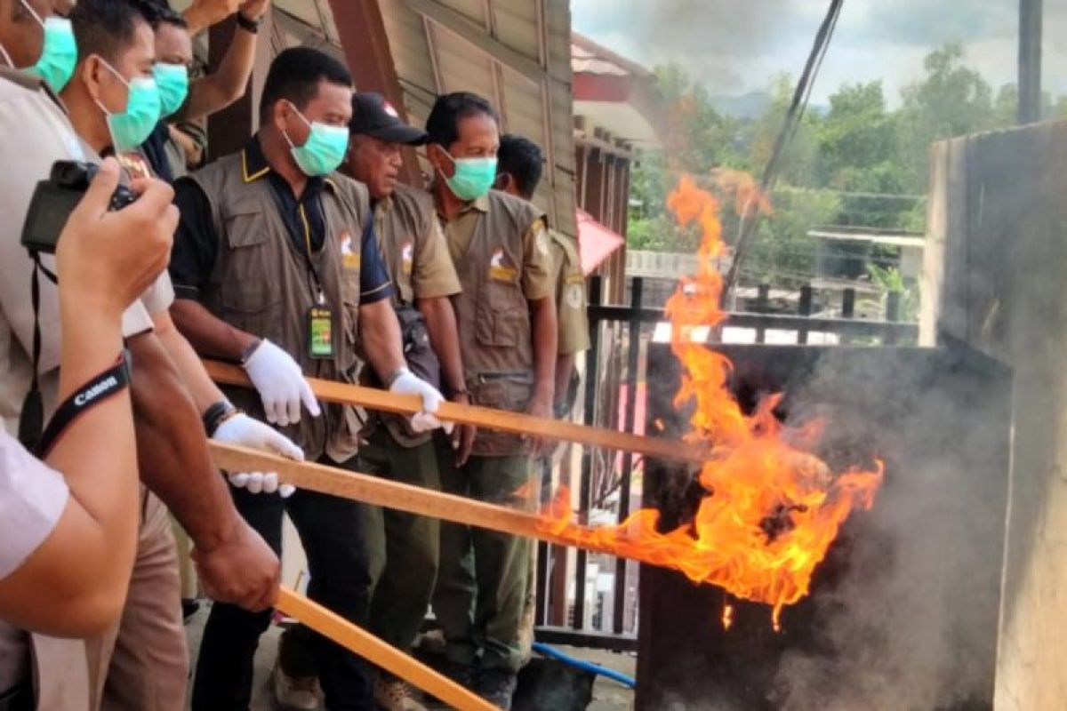 BKSDA Maluku musnahkan 1,6 ton kayu gaharu buaya asal SBT hasil tindak pidana