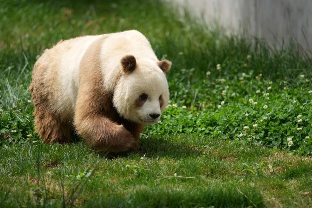 Ilmuwan ungkap dasar genetik yang buat beberapa panda berwarna cokelat