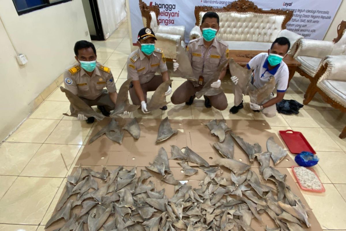 Karantina Lampung gagalkan penyeludupan sirip hiu di Pelabuhan Bakauheni