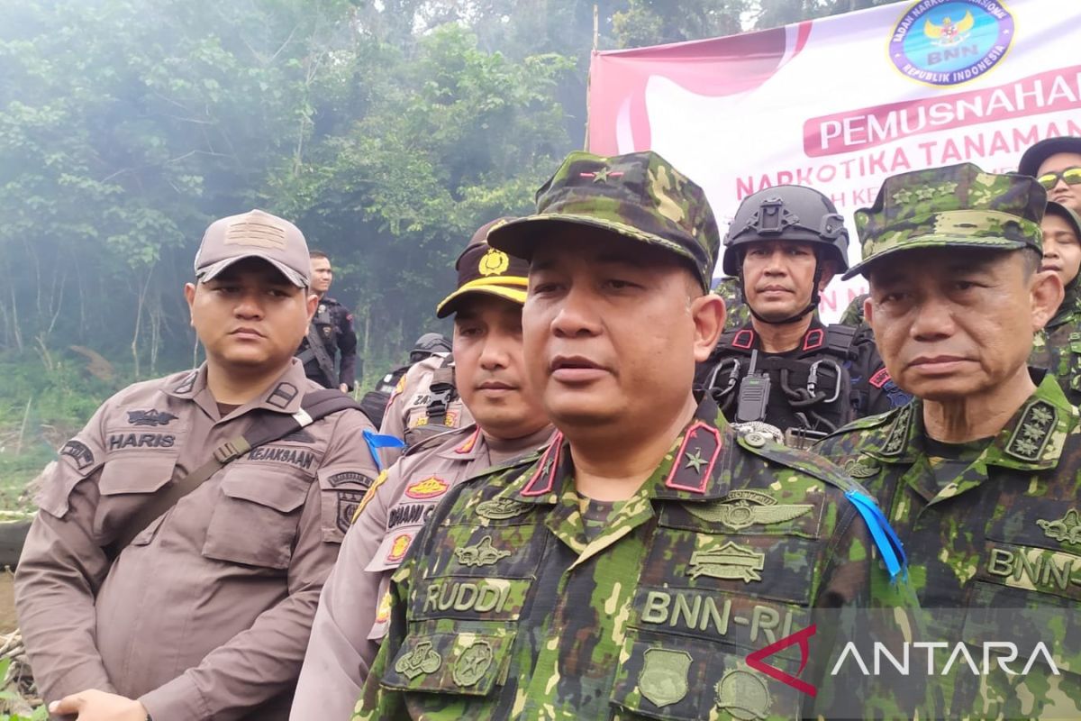 BNN selidiki pemilik 4 hektare ladang ganja di Aceh Besar