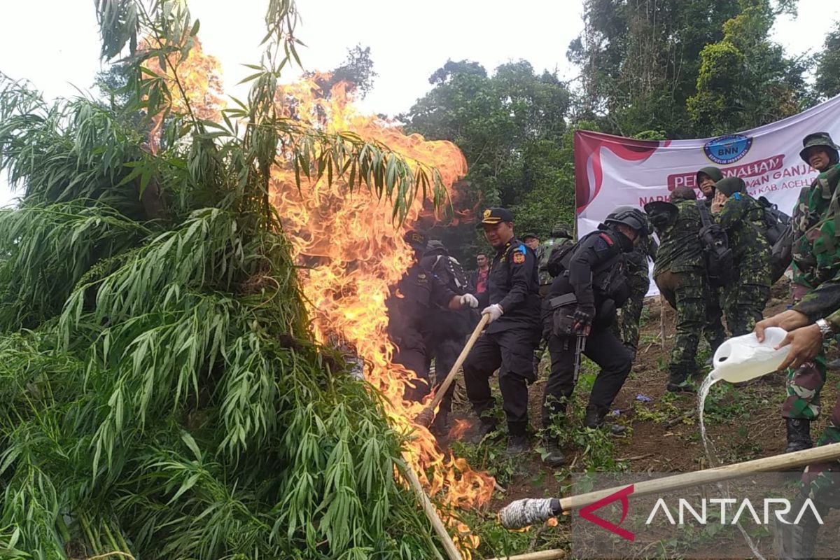 BNN RI musnahkan tiga titik ladang ganja di Aceh Besar, total 20 ribu batang