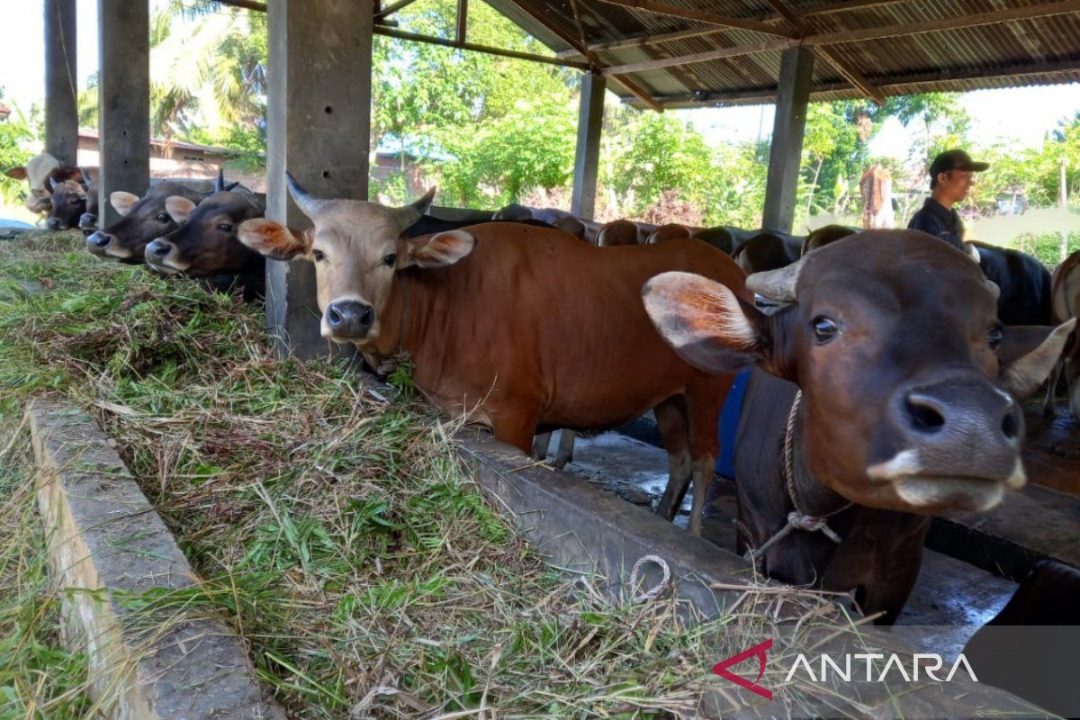 Stok daging di Bengkulu dipastikan cukup jelang Ramadhan