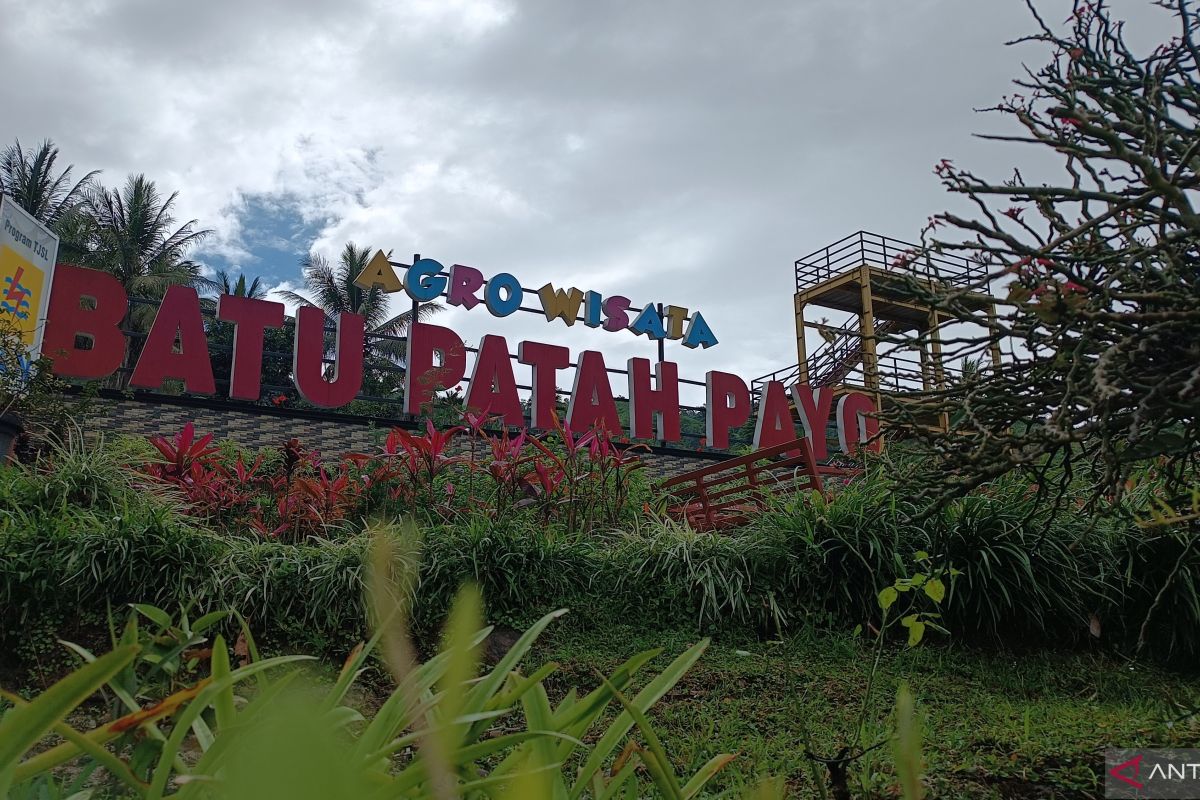 Kopi peninggalan Belanda di Batu Patah Payo