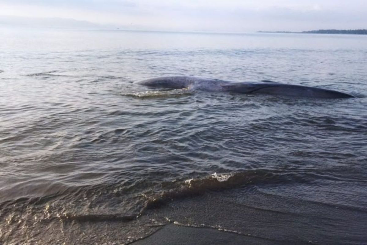 Seekor ikan paus terdampar di Pantai Lombok Timur