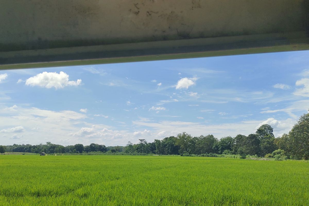 Lahan sawah seluas 29.342 hektare di Lampung terdaftar AUTP pada 2023