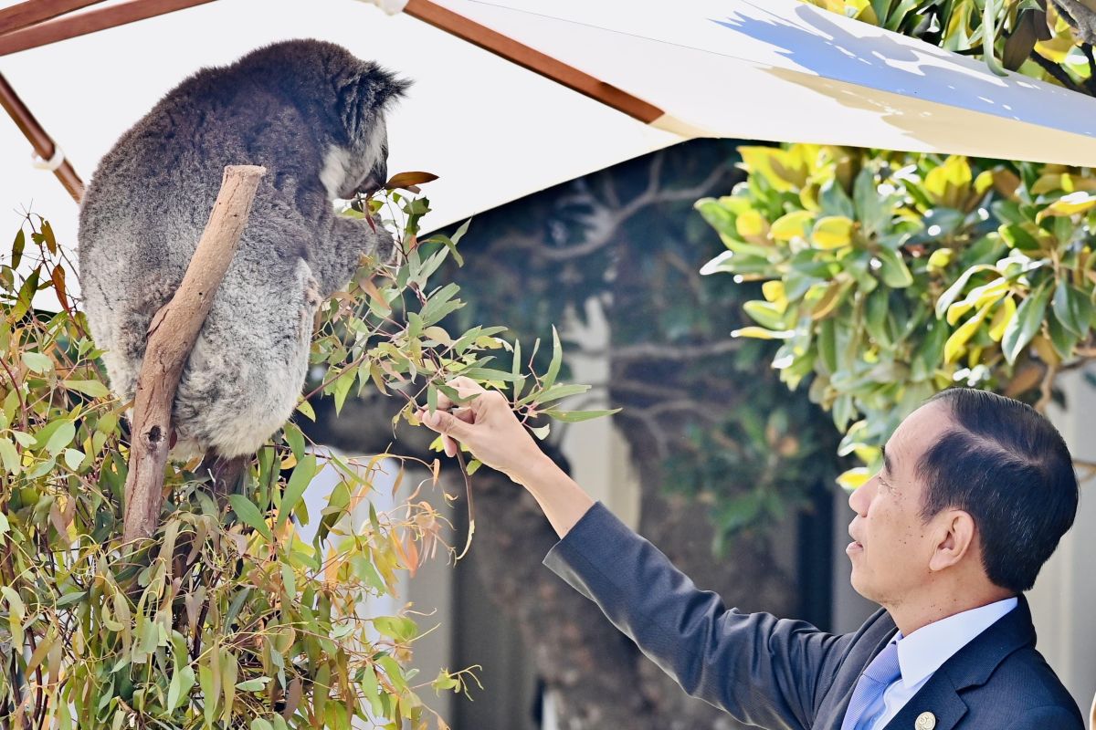 Jokowi berinteraksi dengan koala di sela makan siang di Government House