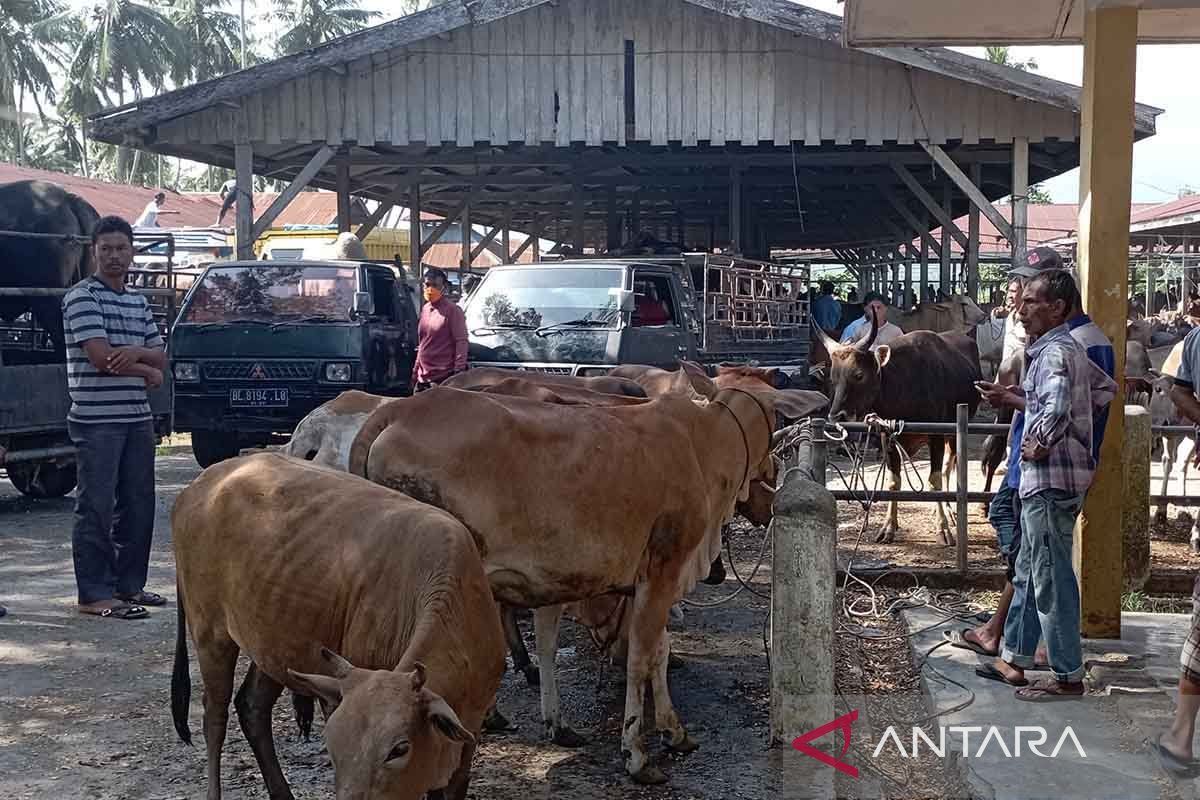 Persediaan ternak tradisi meugang di Aceh capai 71.638 ekor