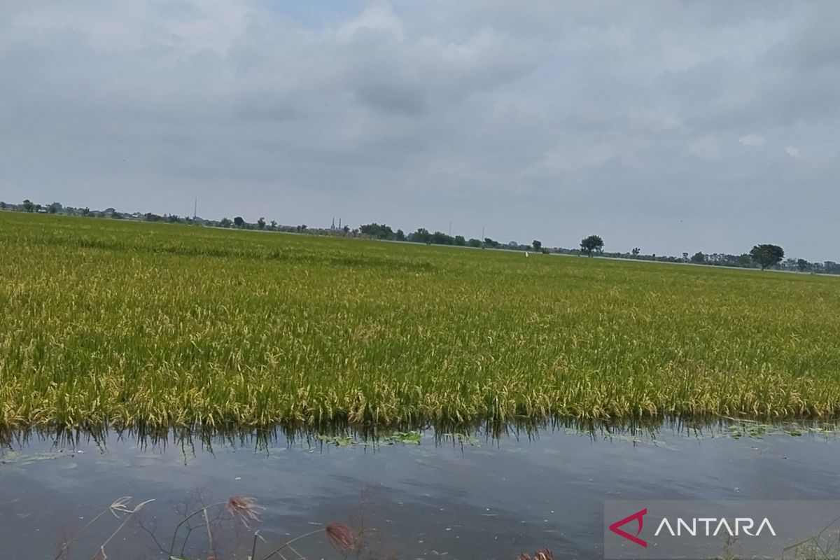 Pemkab Demak upayakan bantuan untuk semua padi yang puso akibat banjir
