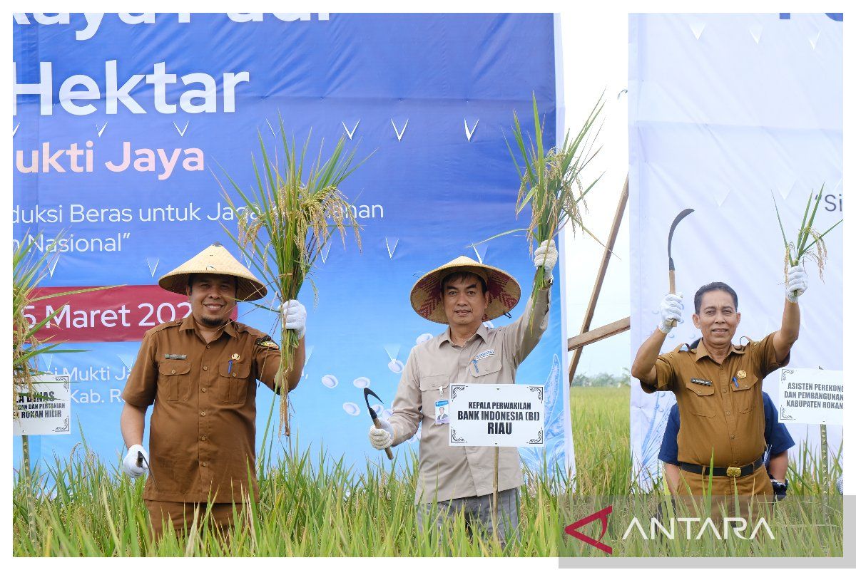Riau panen perdana padi demplot digital farming di Rohil