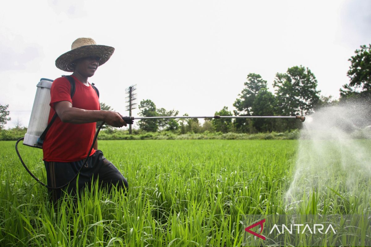 Luas Panen Dan Produksi Padi Nasional Tahun 2023 - ANTARA News ...