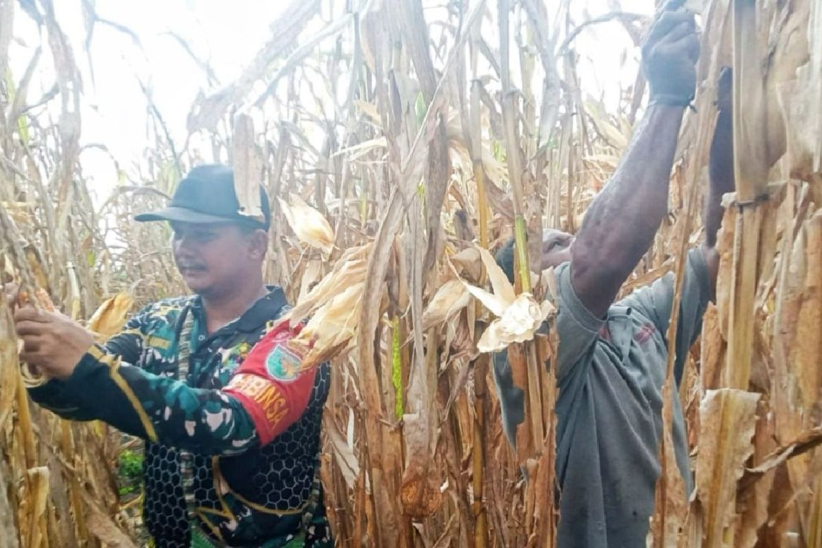 Babinsa perbatasan PNG bantu warga panen jagung di Kampung Arsopura