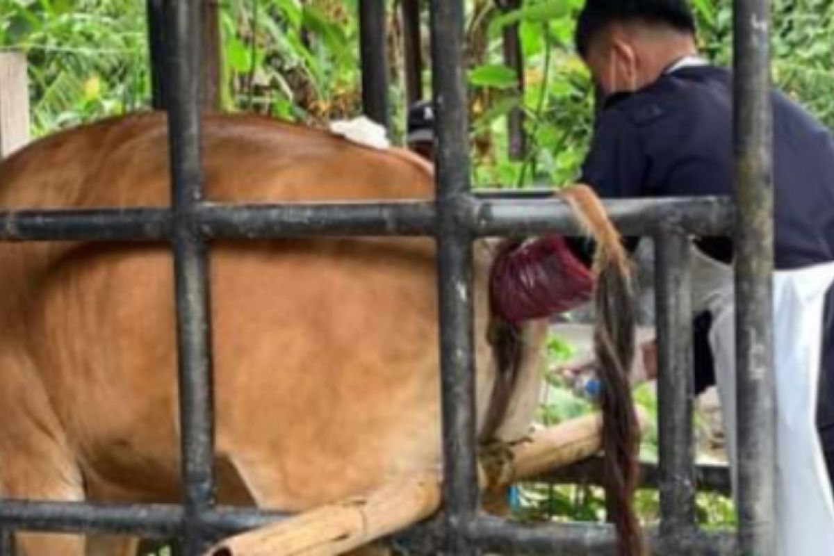 Pemprov Sulbar targetkan kelahiran 4.630 ekor sapi